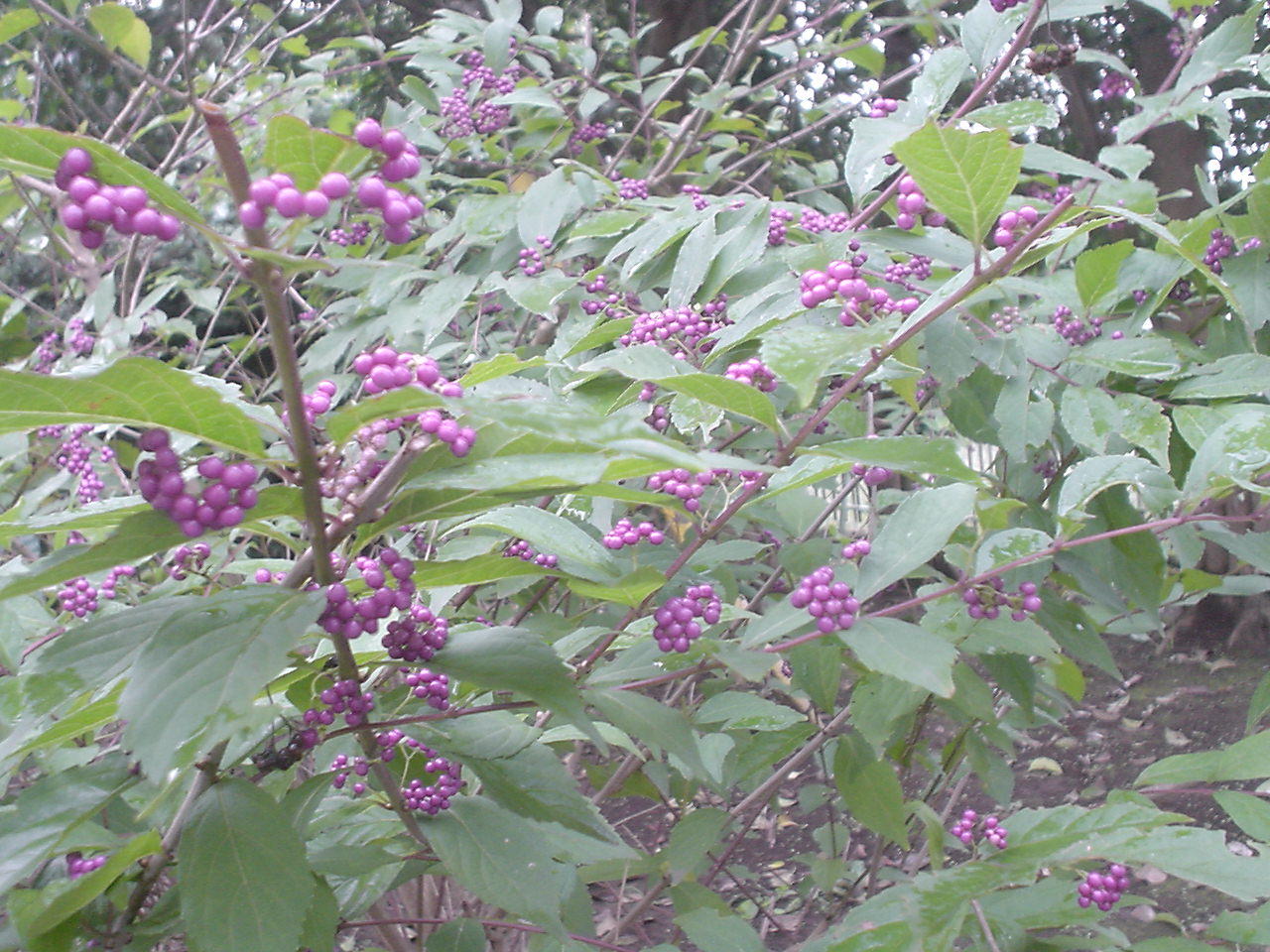c0150520_1034333.jpg