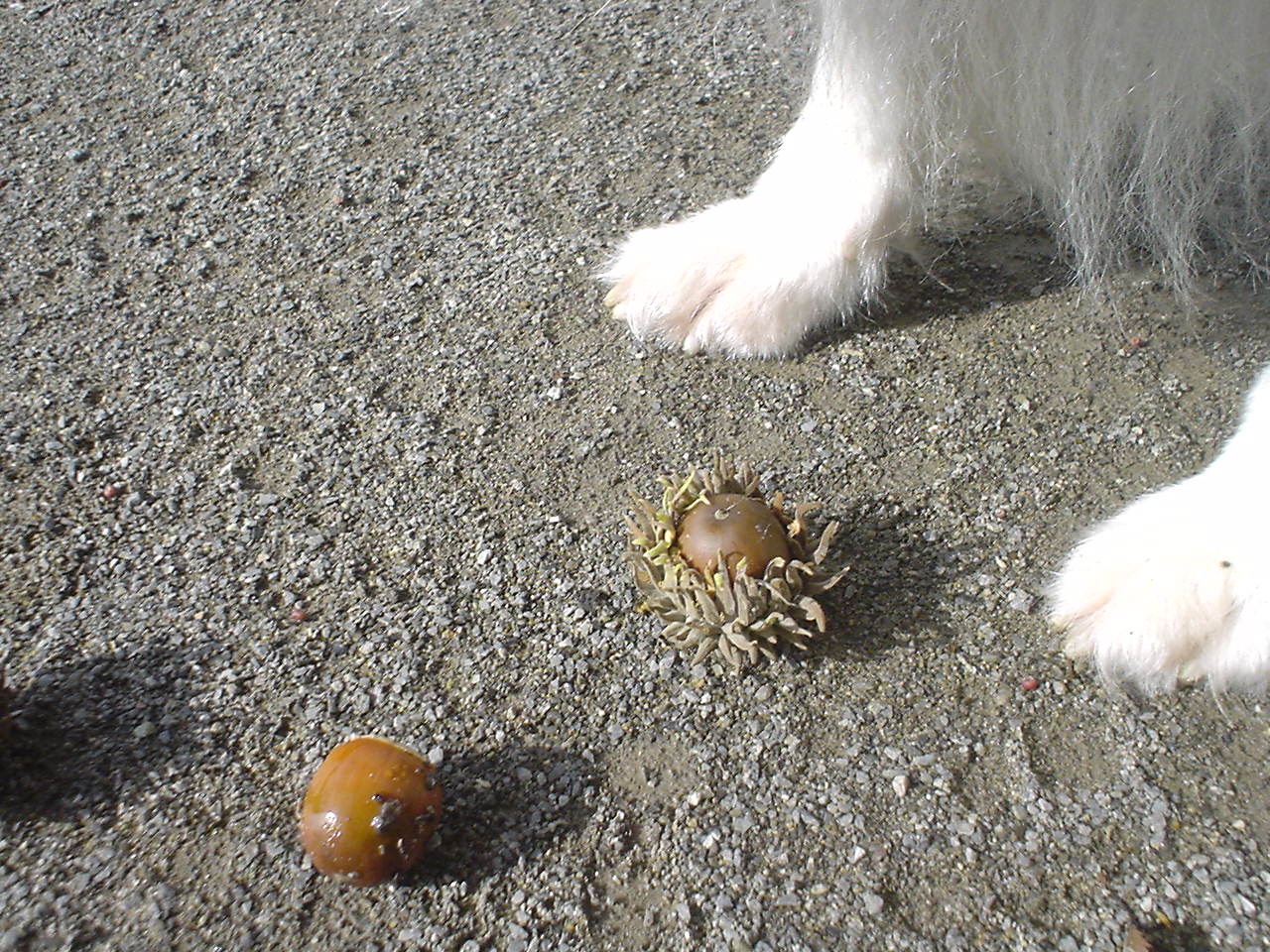 c0150520_1035699.jpg