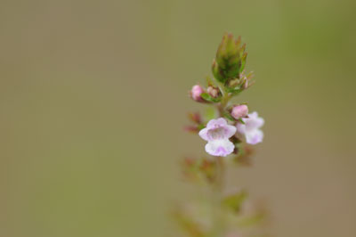 e0054635_9362037.jpg