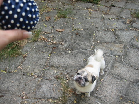 e0018143_2571518.jpg