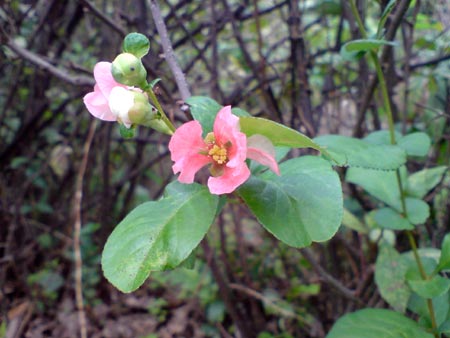 e0034047_17454420.jpg