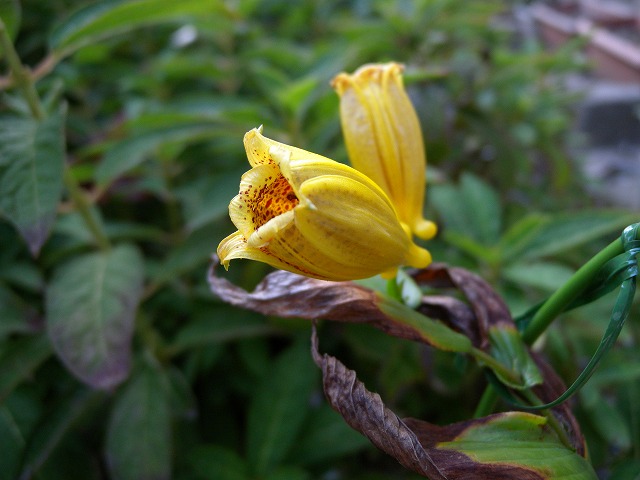 b0104861_2155551.jpg