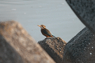 f0104569_9371514.gif