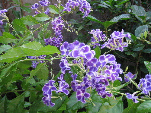 c0132387_1415789.jpg