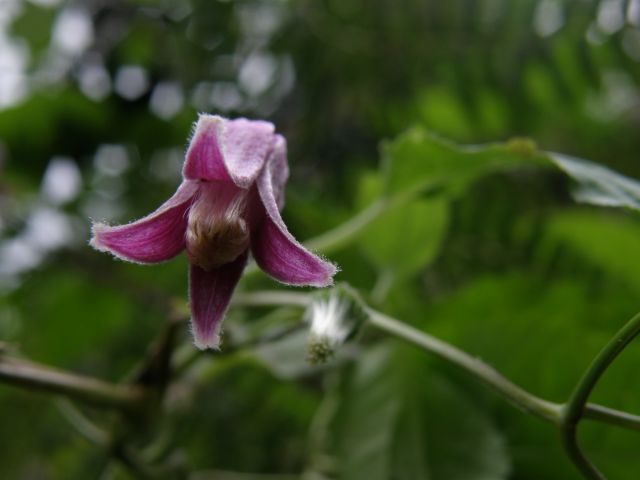 e0145033_21281025.jpg
