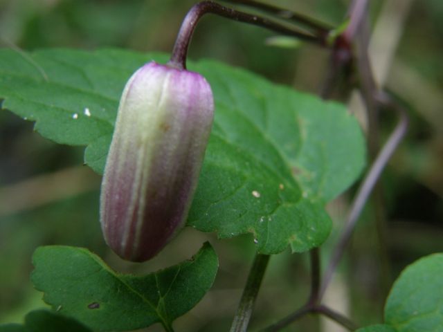 e0145033_21301342.jpg