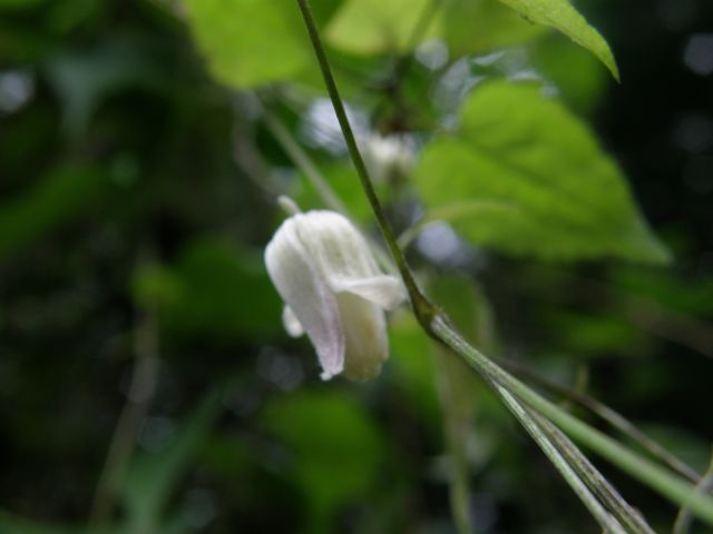e0145033_21313610.jpg