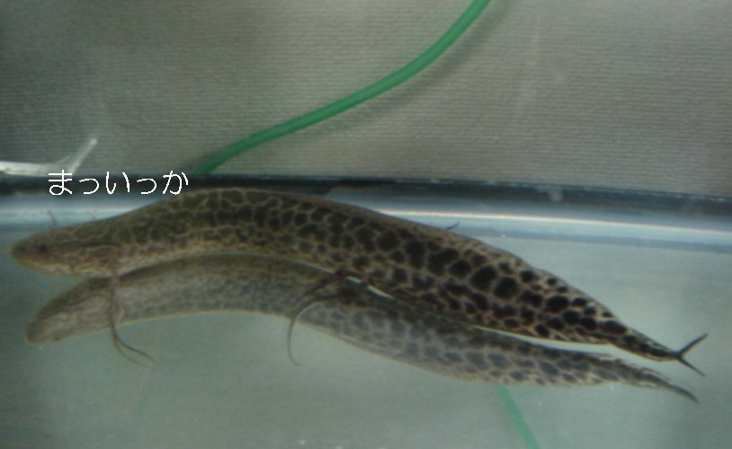 b0082551_36528.jpg