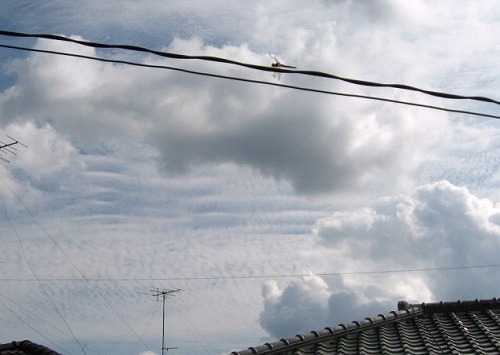 e0041168_8494564.jpg