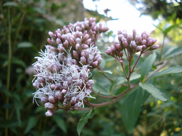 f0165677_1764869.jpg