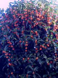 c0123679_1143488.jpg