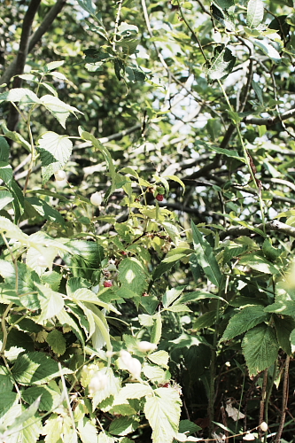 f0093592_16305578.jpg