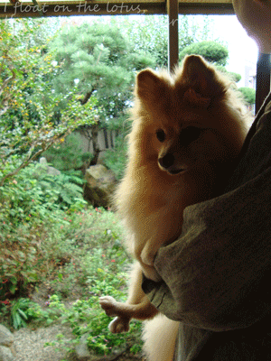 b0075318_22503372.gif
