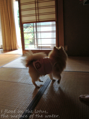 b0075318_22511440.gif