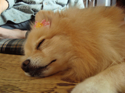 b0075318_2305965.gif