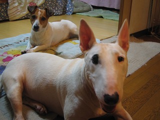 e0121418_059627.jpg