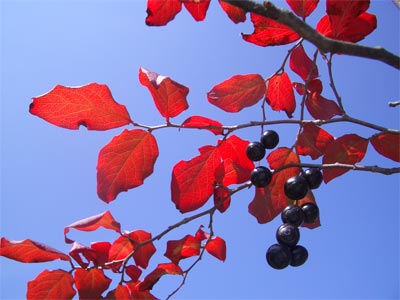 b0034422_20353291.jpg