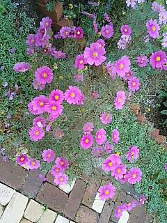 c0117239_12152736.jpg