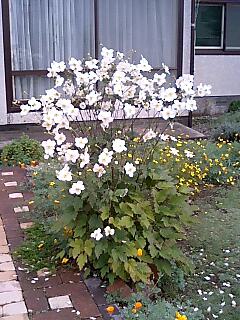 c0117239_1216417.jpg