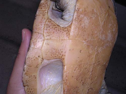 e0119439_21161690.jpg