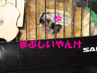 f0196745_1823776.gif