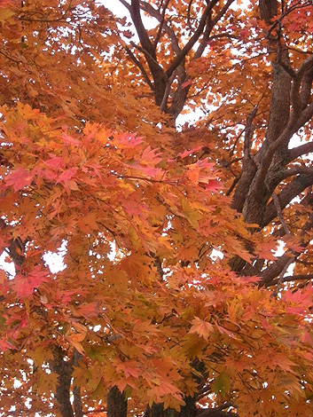 a0001354_2134585.jpg