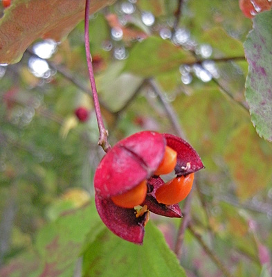 a0001354_2203465.jpg