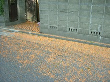 f0149988_20321385.jpg