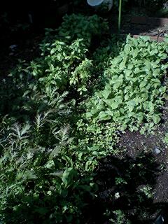 f0085291_2220987.jpg