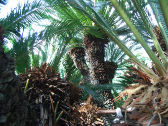 e0083097_1752714.jpg