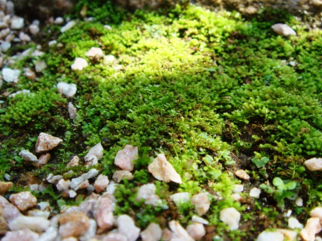 c0006904_1672787.jpg