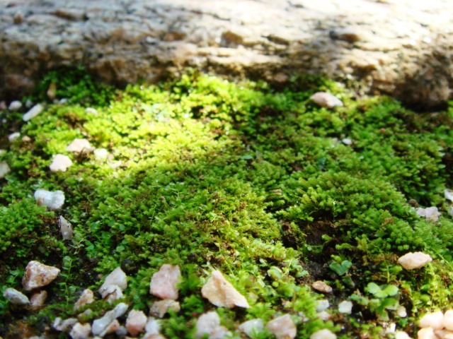 c0006904_169477.jpg