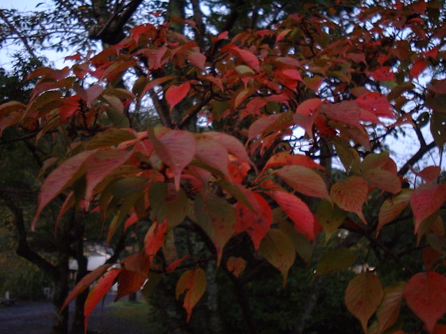 f0173908_20535829.jpg
