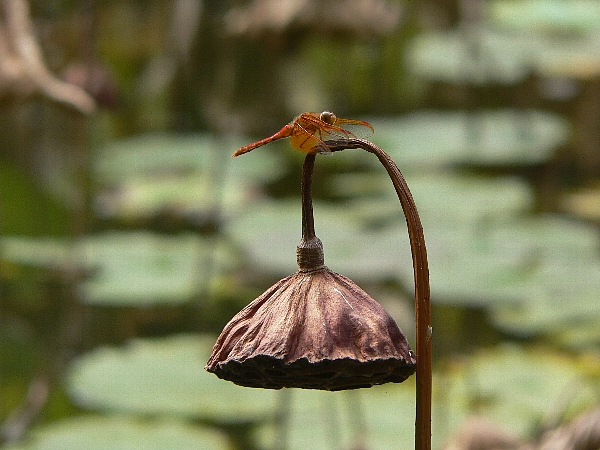 e0002314_18595659.jpg