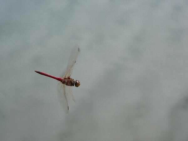 e0002314_1904529.jpg
