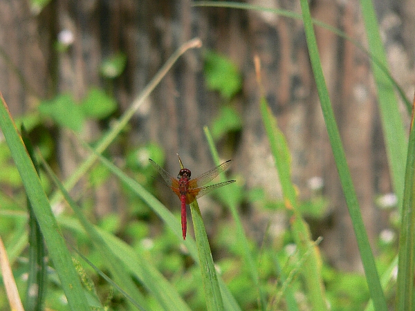 e0002314_190957.jpg