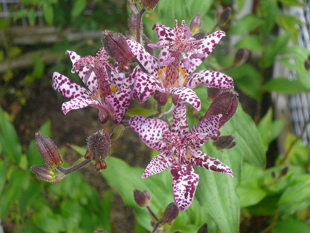 e0026017_12334161.jpg