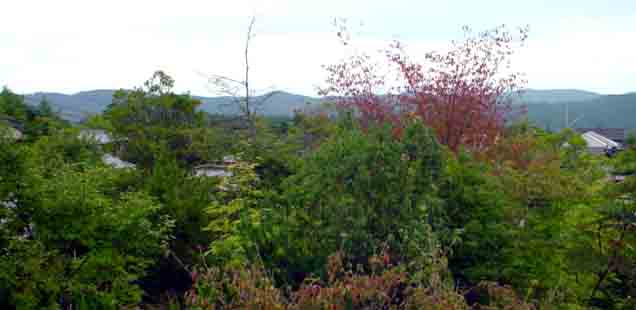 e0083820_113127.jpg