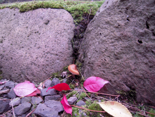 d0068023_2316114.jpg