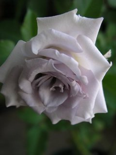 b0031925_1929127.jpg