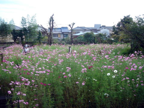 e0083155_17163296.jpg