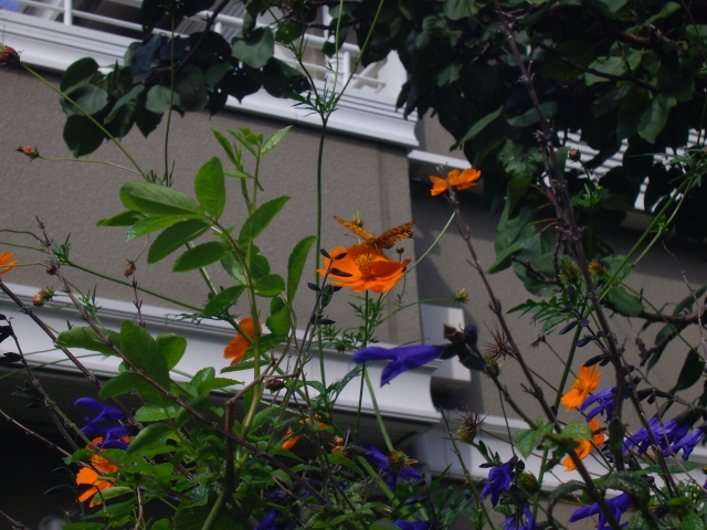 f0188659_14101730.jpg