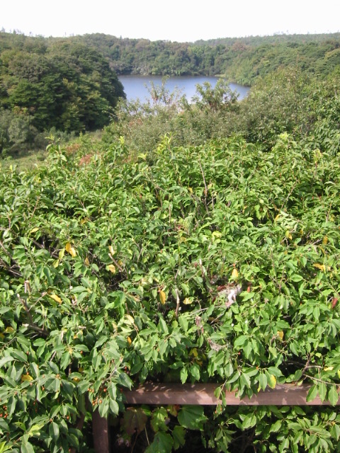d0094868_1732476.jpg
