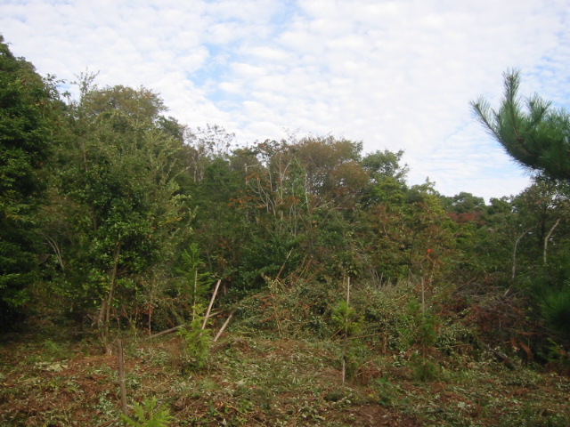 d0094868_17335814.jpg