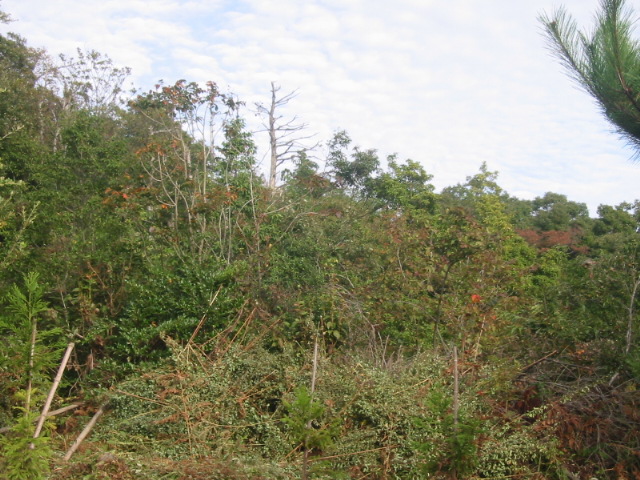d0094868_1734945.jpg
