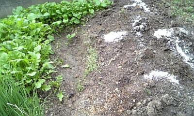 f0003174_1522719.jpg