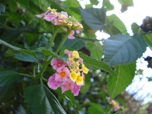 c0170778_22422972.jpg