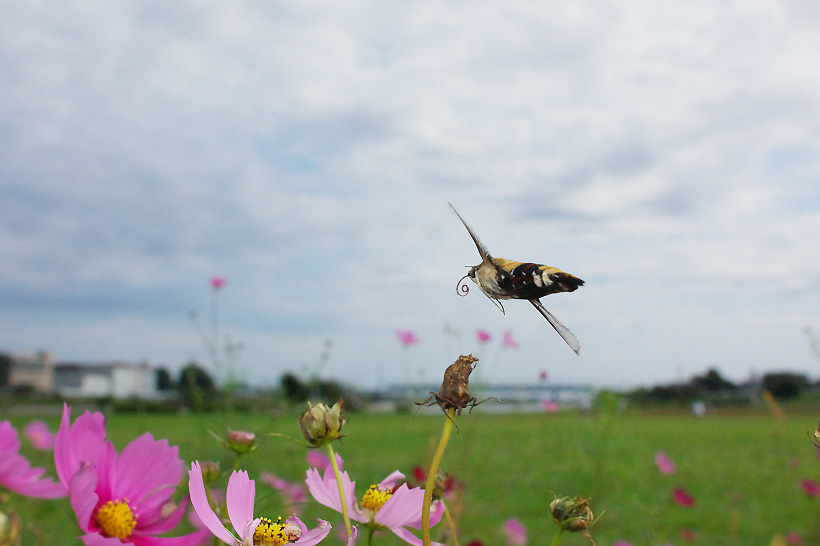 f0090680_20121110.jpg