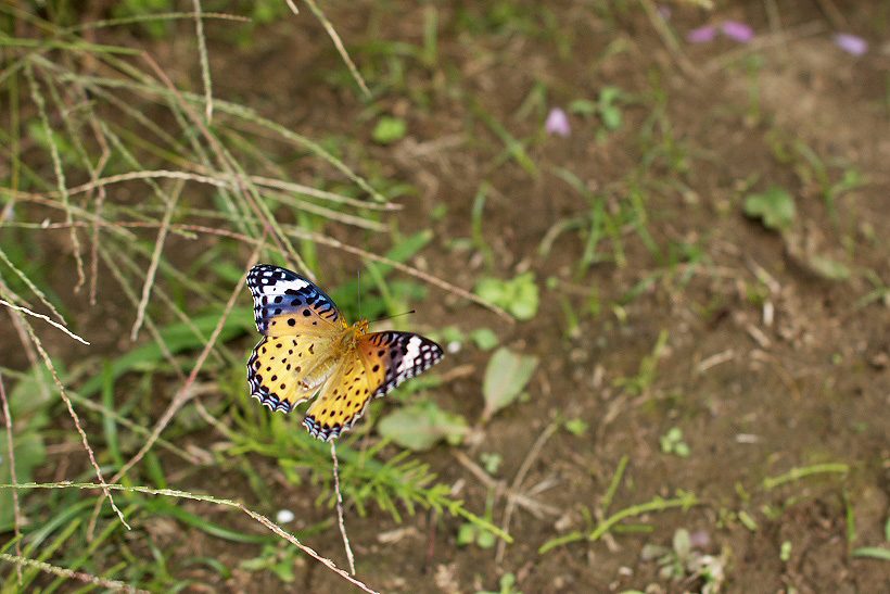 f0090680_20131972.jpg