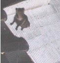 e0100782_23102823.gif